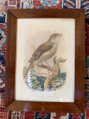 Antique Framed Cassells Bird Prints C. 1880