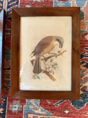 Antique Framed Cassells Bird Prints C. 1880